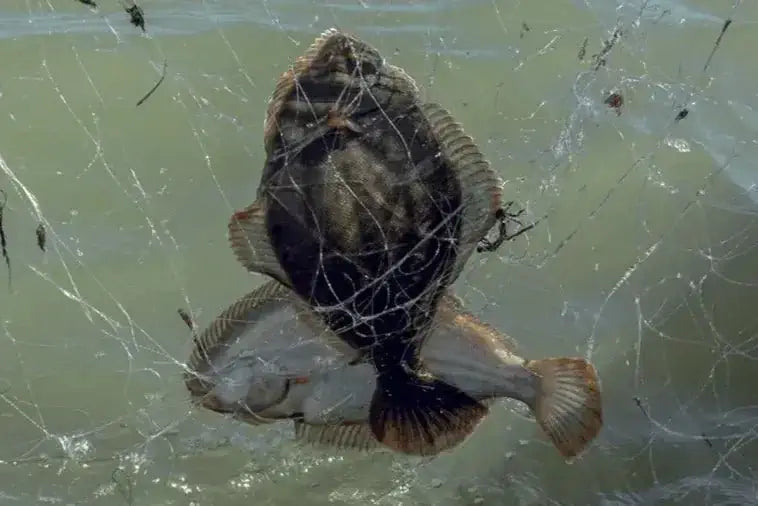 Flounder Nets Fishing Info May 2023 showcasing flounders caught in a net at the water's surface.