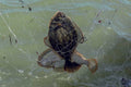 Flounder Drag Net Mesh 4-34 inch 210d 18ply with flounder caught in the net, demonstrating effective fishing gear.