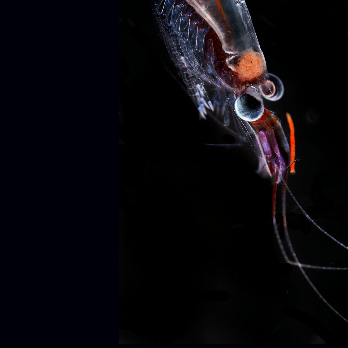 ZUKIBO luminous UV squid jigs showcased with vibrant underwater squid against a dark background.