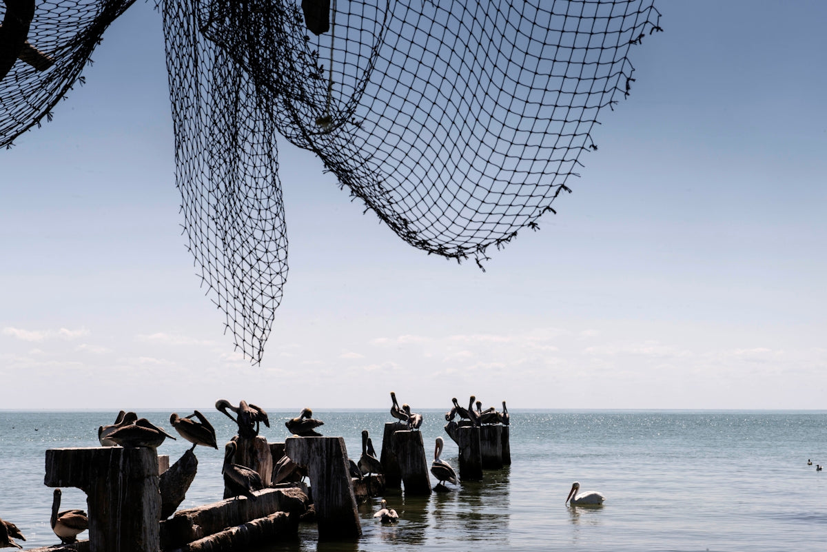 Unslung Mesh for Fishing in New Zealand's Waters with pelicans resting on pilings near the shore.