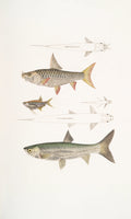 Fish Species Identification for Aspiring Anglers