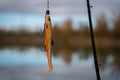 Mastering Bait Natural vs. Artificial for Your Next Catch