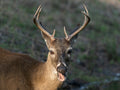 A young buck deer with antlers in a grassy field