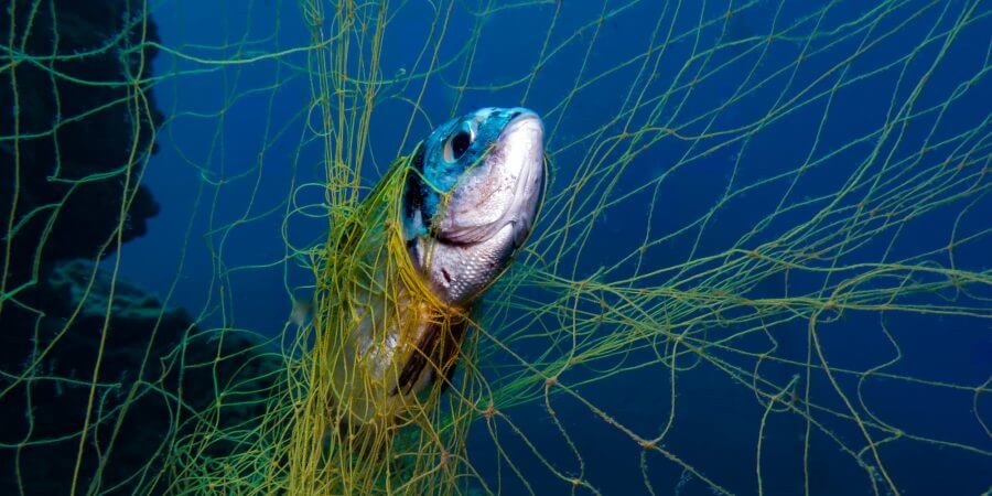 Momoi Snapper - Trev Mesh entangled in underwater netting, showcasing fishing challenges.
