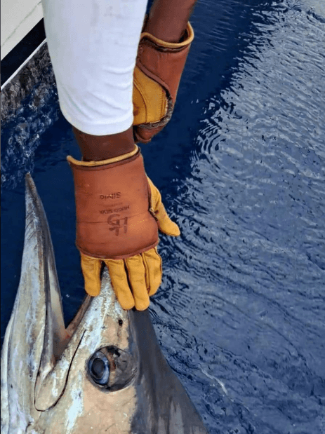 Fisherman wearing Hugo Silva Heavy Tackle Gloves Large to XX Large, handling a large fish beside the boat.