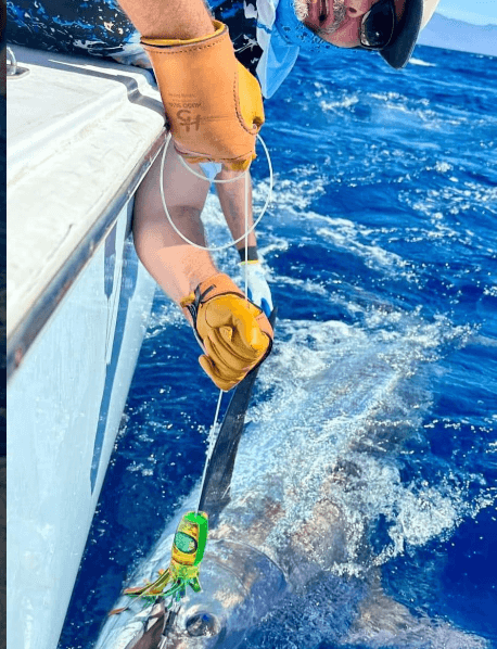 Hugo Silva Heavy Tackle Gloves Large to XX Large used while catching a large fish from a boat.