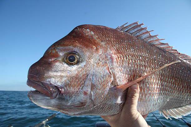 NZ Made Snapper Fishing Net 5-1/2 inch 30m 40m 60m - Action Outdoors Kiwi