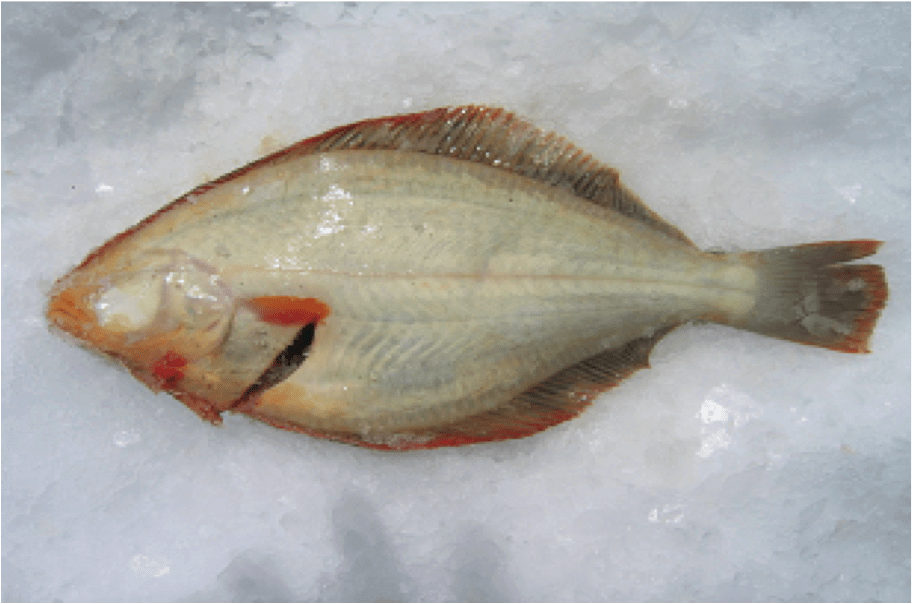 Action Fishing Nets Flounder set nets Mono Flounder Floating Top Rope Fishing Net 20m 30m 40m & 60m