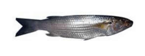 Action Fishing Nets Mullet Fishing Nets Recreational Mullet Fishing Net