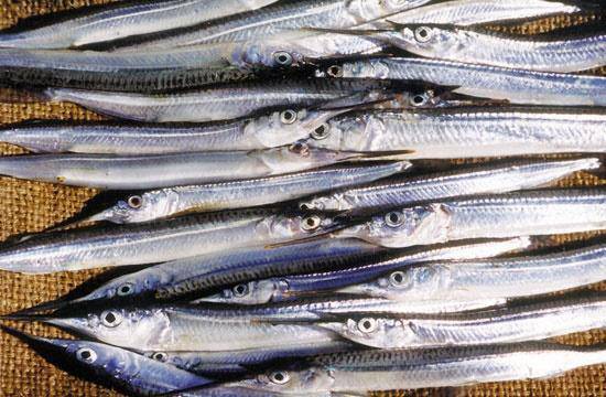 Freshly caught fish, ideal for use with Lampara-style piper net for baitfish.