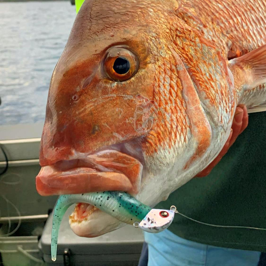 Catch Black Label Livies pk 4x7" Gr/Red Reaper - Action Outdoors Kiwi