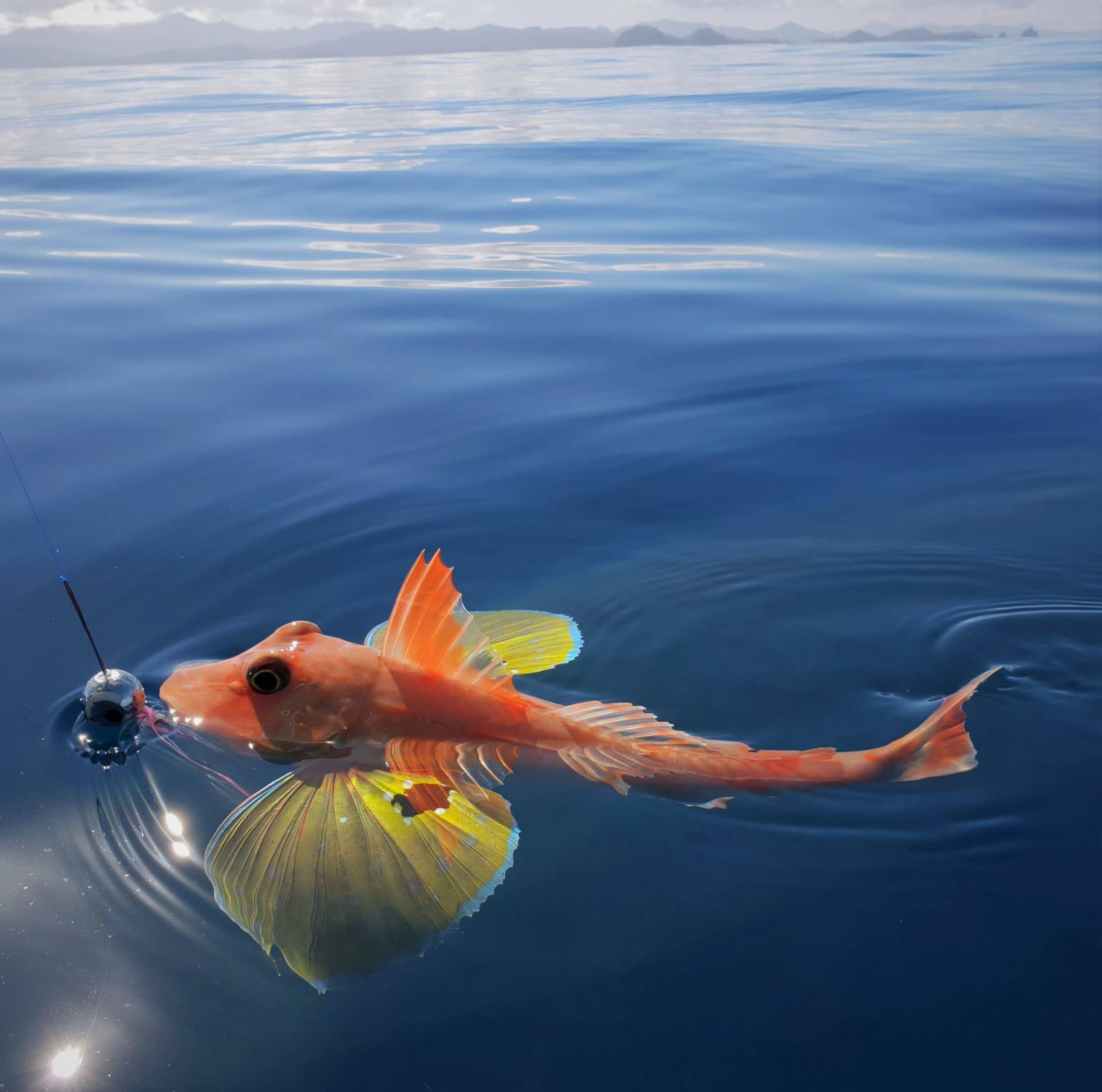 Catch General 80g Catch Freestyle Kabura Chartreuse