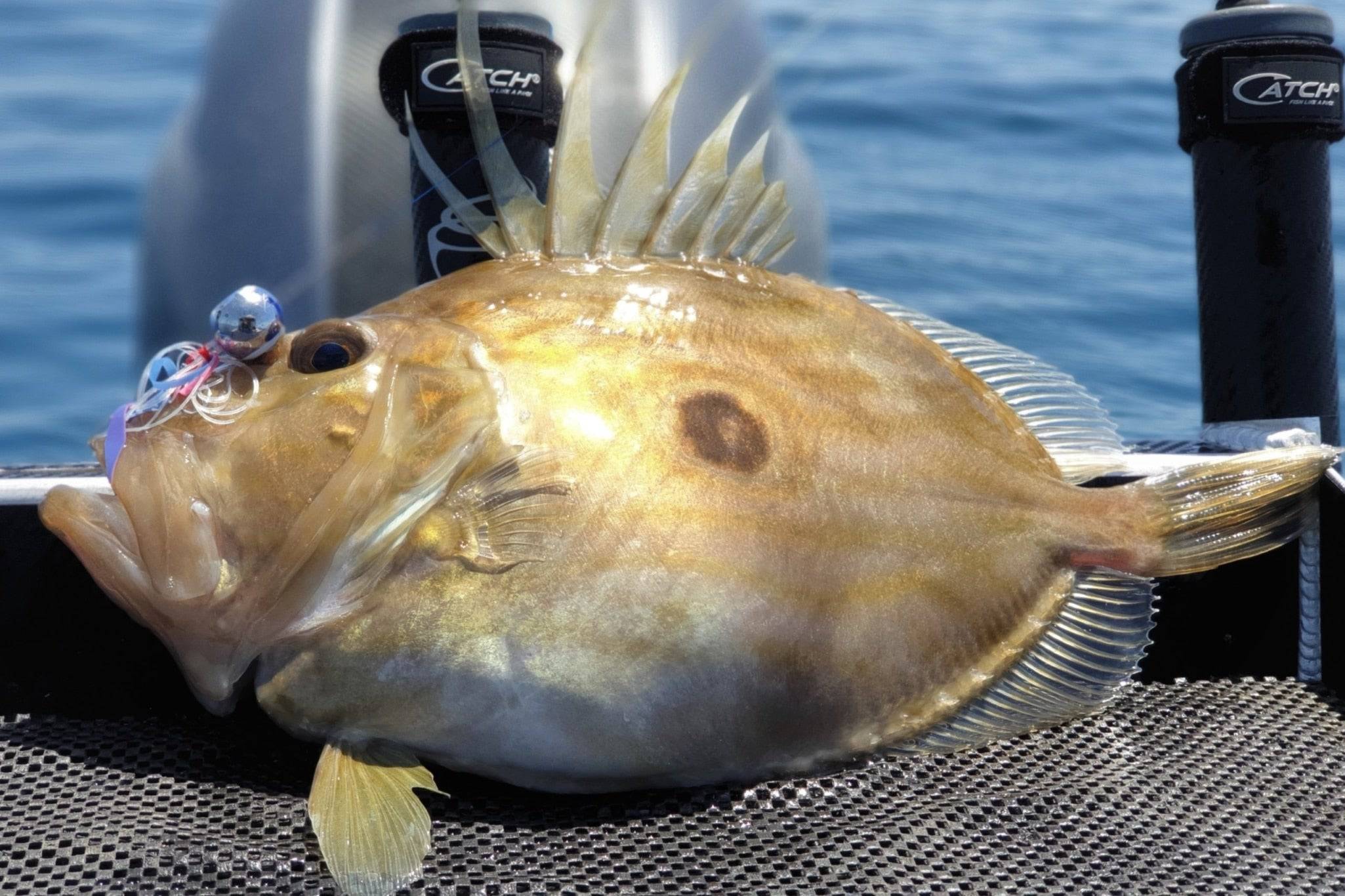 Catch General 80g Catch Freestyle Kabura Chartreuse