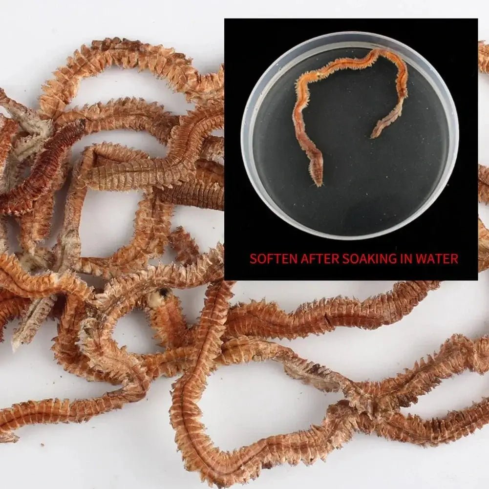 China China Lifelike Dry Lugworm Sandworms Fishing Lures Saltwater Freshwater Feeder Sea Fishing Worms Smell Soft Artificial Bait Accessorie