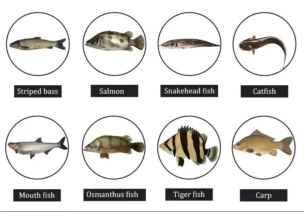 China China ZUKIBO Soft Squid Bait Fishing Trolling Lure Octopus Head Jigs 60g Luminous UV Squid Jig for Deep Sea Boat Fishing Wobblers Bait