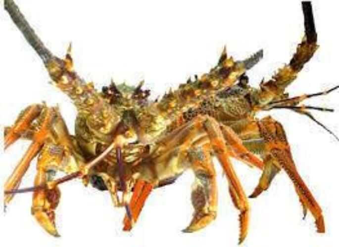 Polyform USA Buoys and Fenders Low Drag Buoys LD1