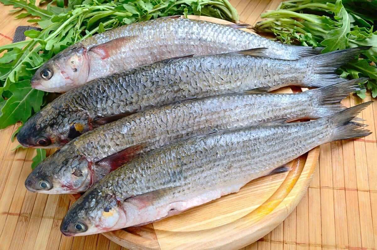 Fresh mullet fish arranged on a wooden platter, showcasing the quality for mullet drag nets 85mm mesh.