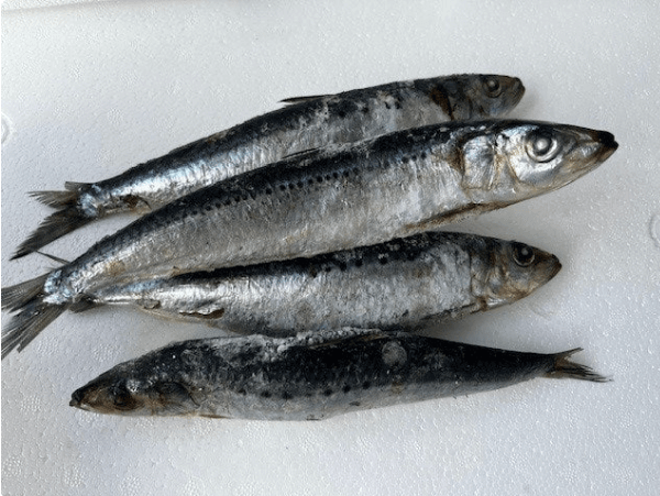 Fresh sardines ready for use as bait for fishing in New Zealand, showcasing bait & bait storage in New Zealand.