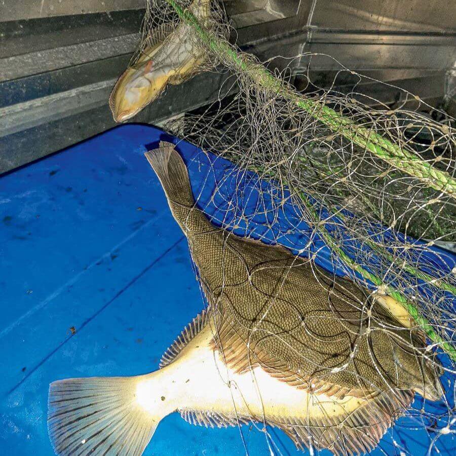 Drag Net Fishing in New Zealand showing a flatfish caught in a net on a blue surface.