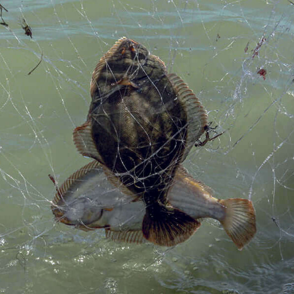 Customary Fishing Nets and Fishing Info showcasing fish caught in a net on the water surface.
