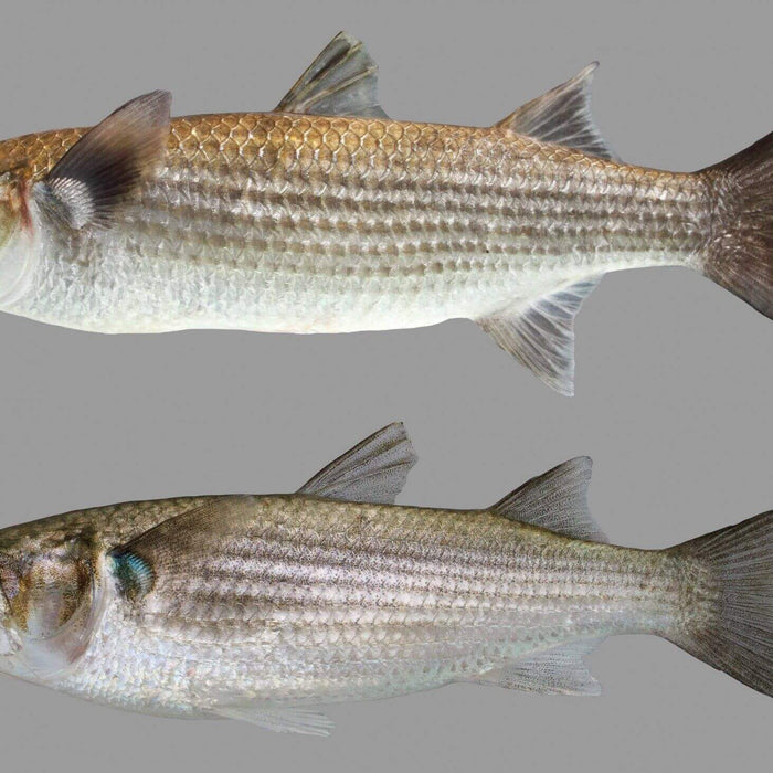 Feed the Family NZ made Mullet Nets showcasing two mullet fish on a gray background.