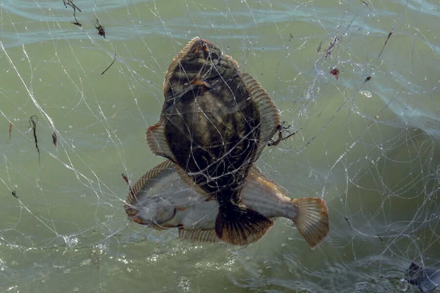 Flounder Drag Net Mesh 4-34 inch 210d 18ply with flounder caught in the net, demonstrating effective fishing gear.