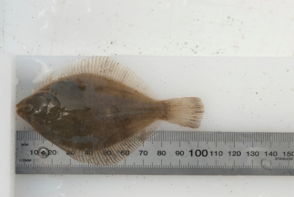 West Coast Flounder measured on a ruler, showcasing its flat body and fins.