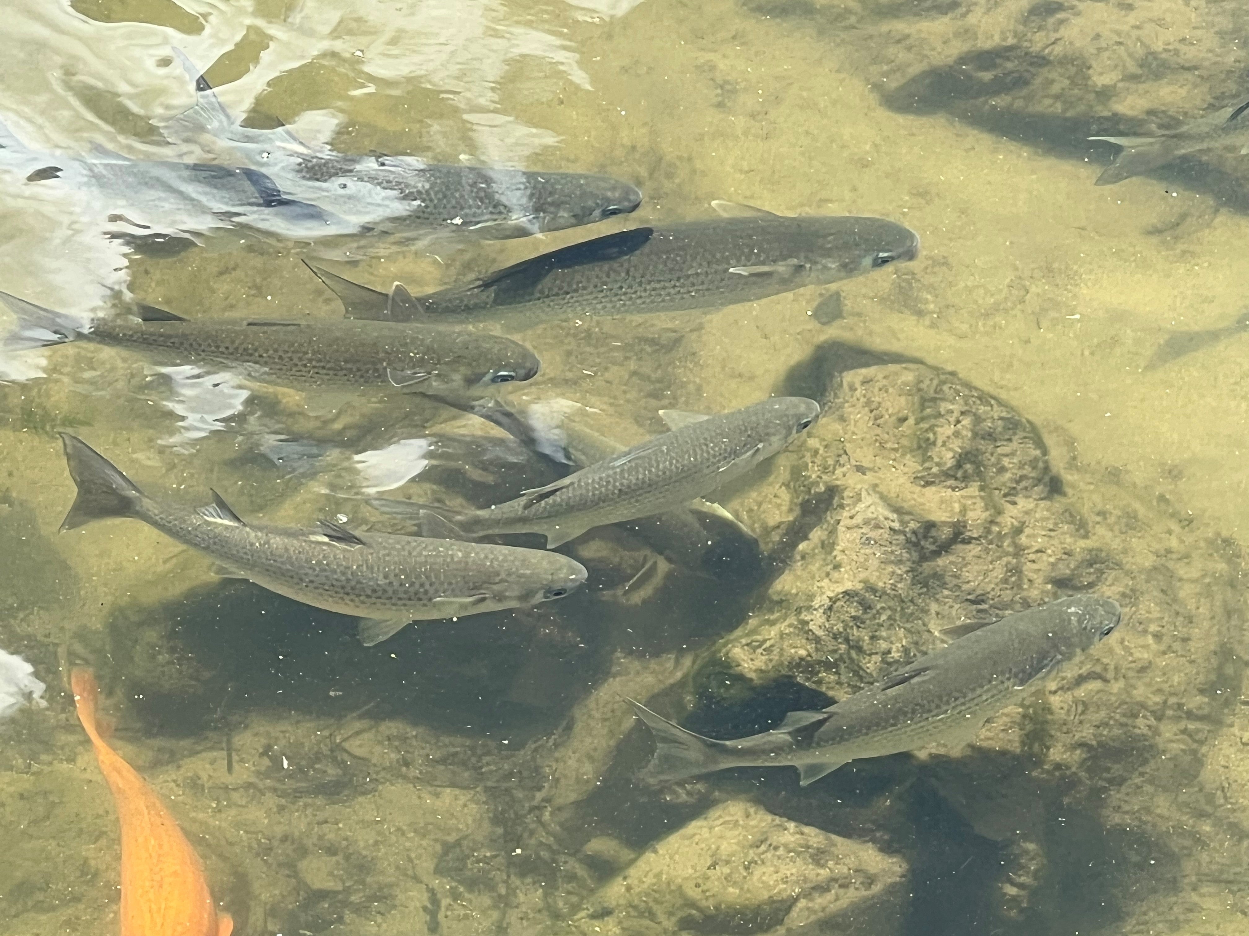 Mullet Fishing in New Zealand: a school of mullet swimming in shallow waters over rocks.