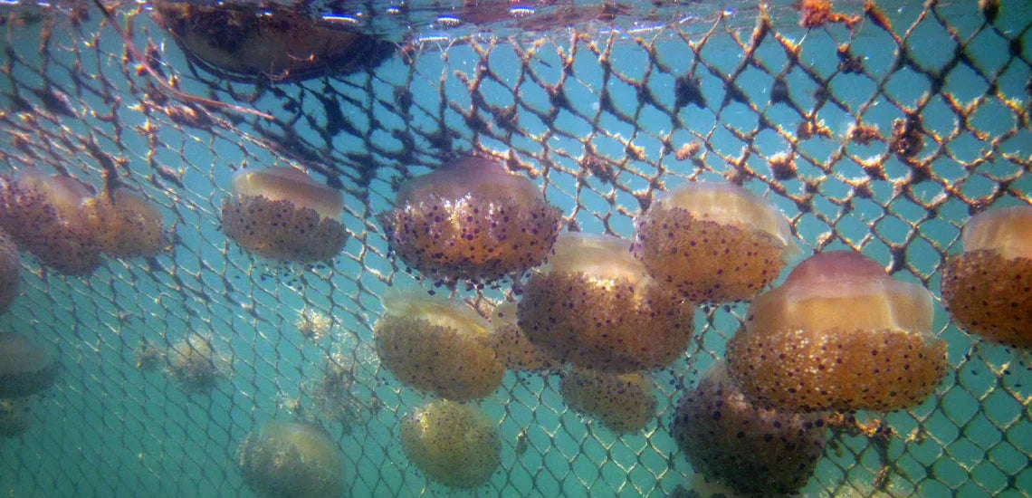 Jelly Fish Net Guide: Expert Tips And Uses For 2025