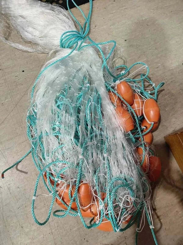 Recreational Mullet Fishing Net to Feed the Family