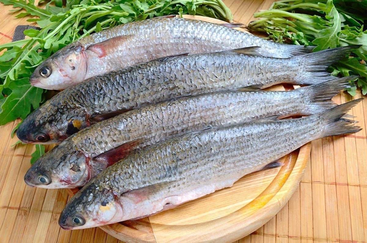 Fresh mullet fish on a wooden platter with herbs, ideal for use in Mullet Drag Nets.