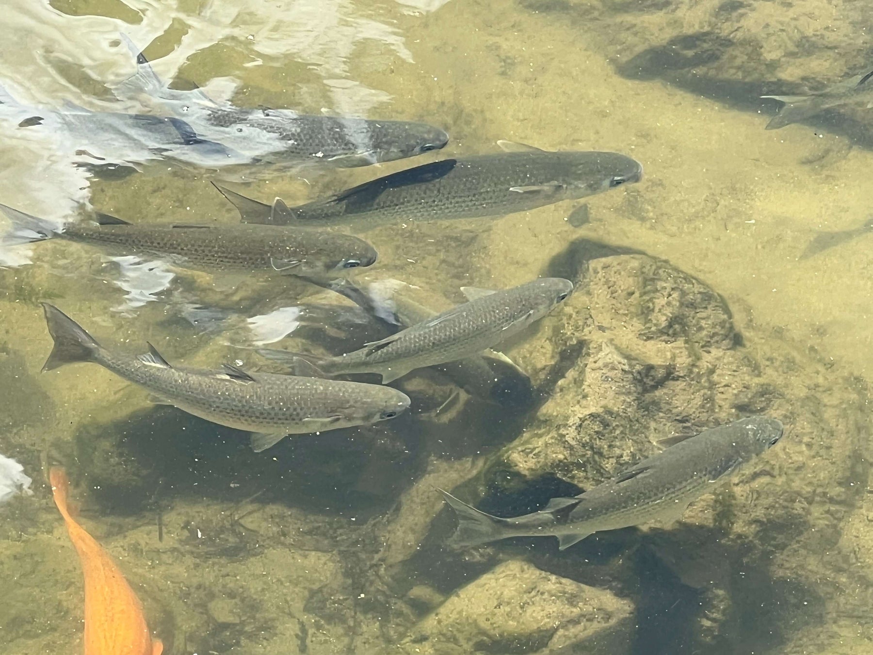 Mullet Fishing in New Zealand: a school of mullet swimming in shallow waters over rocks.