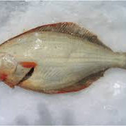 Flounder Fishing in NZ catch of a fresh flounder on ice, ready for family fun and seafood meals.