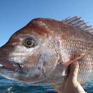 Buy NZ-Made Fishing Nets to catch snapper in New Zealand waters.