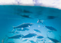 Sustainable Fishing Practices Protecting Our Oceans