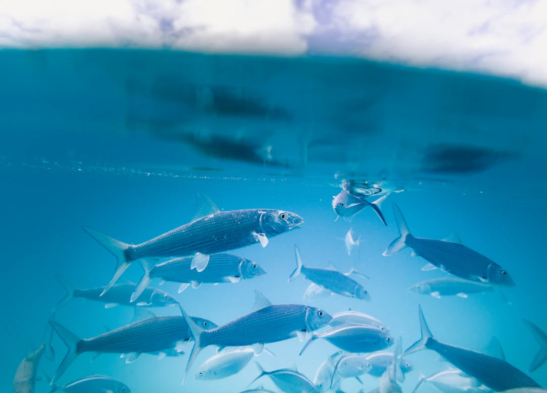 The Vital Role of Conservation in Fishing Practices