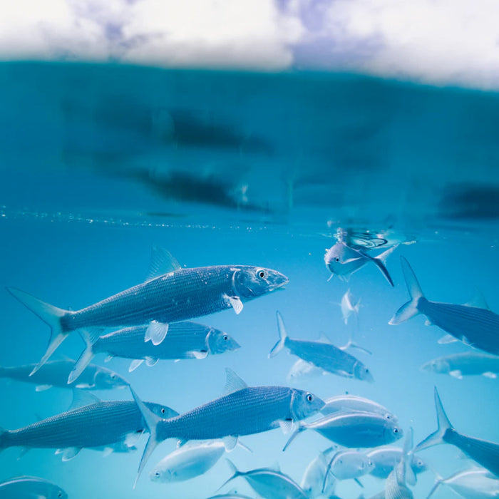 Sustainable Fishing Practices Protecting Our Oceans