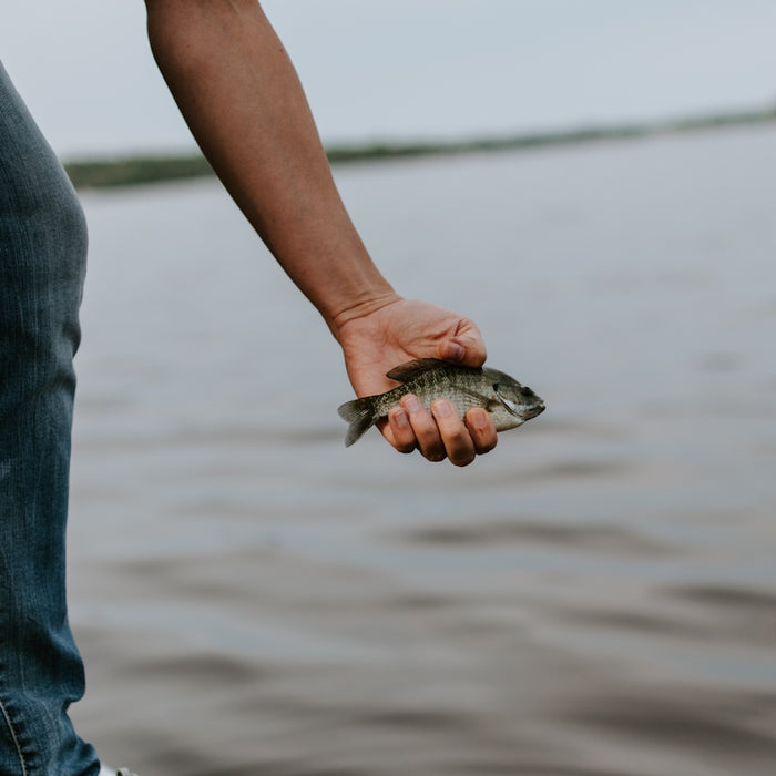 person holding grey fish