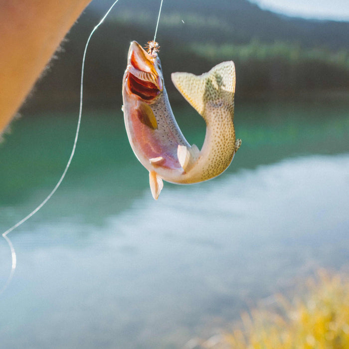 The Benefits of Catch-and-Release Fishing