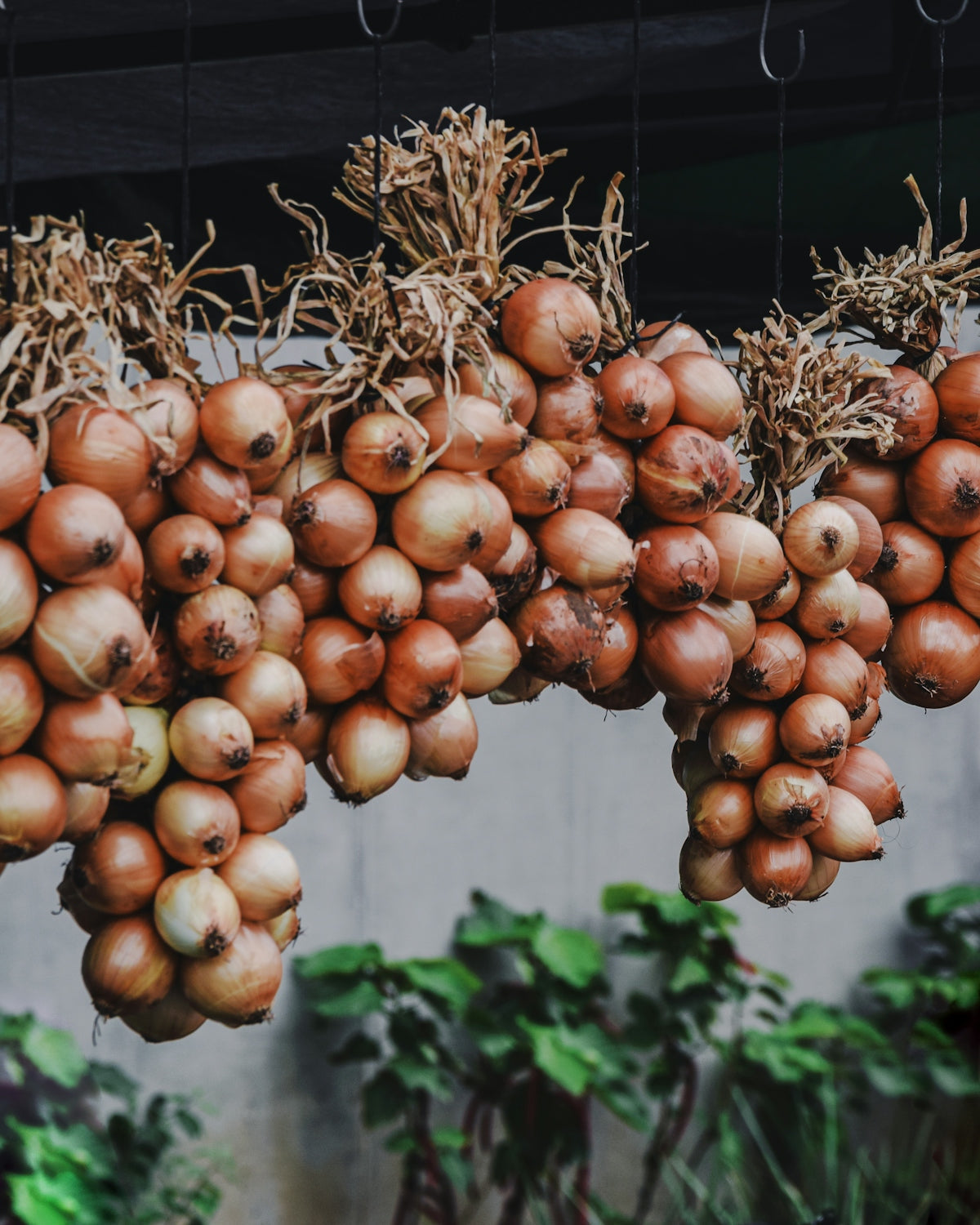 The Evolution and History of CRC Products in the Market - hanging onions ready for harvest