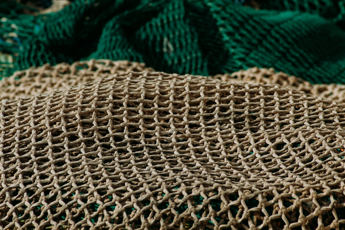 a close-up of a snake