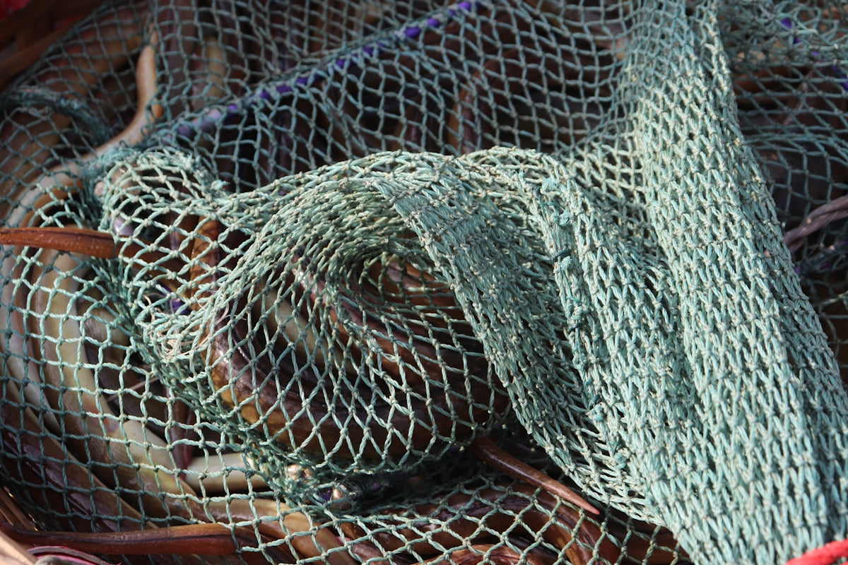 Enhance Your Fishing Success With 2.5 Inch Herring Bait Nets in a fishing net full of bait.