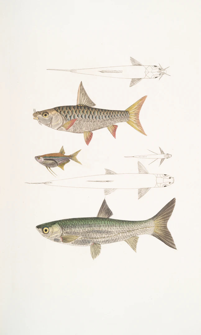 Fish Species Identification for Aspiring Anglers