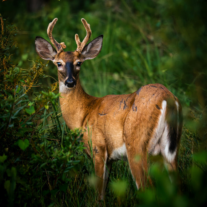 A young buck with velvet antlers in green foliage