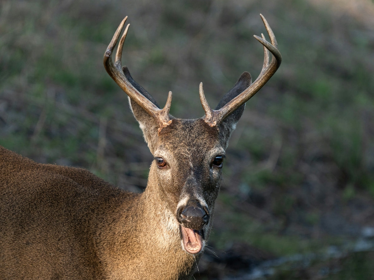 A young buck deer with antlers in a grassy field