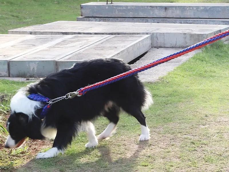 LARGE BLUE&RED Strong Dog Leash Climbing Rope Threaded Pet Training by dealonline.co.nz