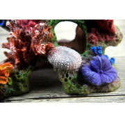 Fish Tank Decoration 015 by dealonline.co.nz