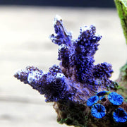 Fish Tank Decoration 015 by dealonline.co.nz