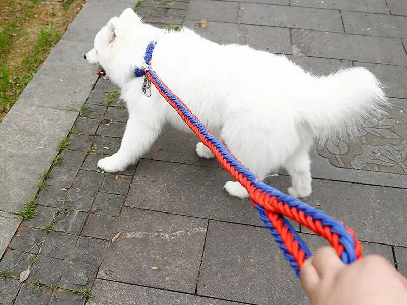 LARGE BLUE&RED Strong Dog Leash Climbing Rope Threaded Pet Training by dealonline.co.nz