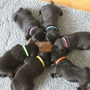 12 Colours Pet Whelping ID Collar Bands by salelink.co.nz